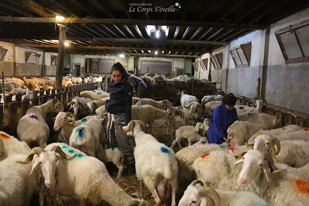 Camille Petiot, lycéenne, et Marina Casavieille à la bergerie pendant l’agnelage. Haut-Béarn en Pyrénées.