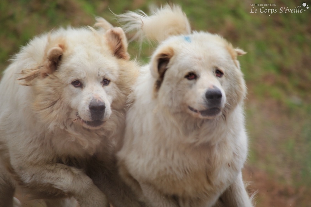 Deux chiens protègent un troupeau de brebis à Cette, Pyrénées Atlantiques.