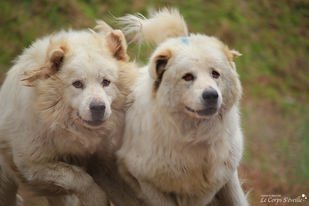 Deux chiens de race Patou en Vallée d’Aspe. Haut-Béarn en Pyrénées Atlantiques.