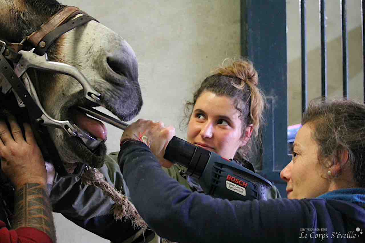 Marie Prunel, vétérinaire, utilise une râpe à dents électrique pour éviter que le cheval ne se blesse. Cette intervention avec anesthésie partielle doit être faite par un professionnel et de manière régulière.