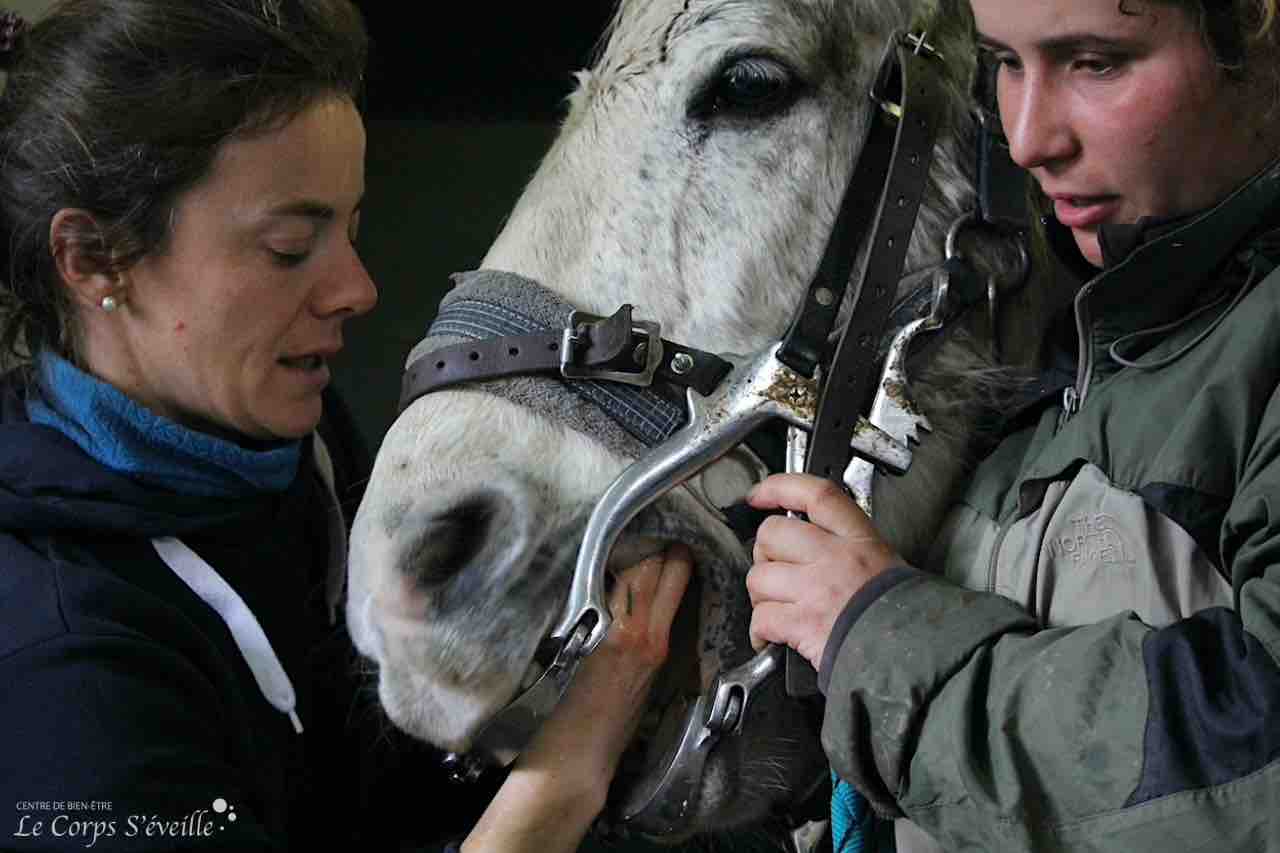 Marie Prunel, vétérinaire équin à Oloron-Sainte-Marie, ausculte la dentition d’un cheval sous le regard attentif de Marine Lamarque, aux écuries d’Agapay à Accous.