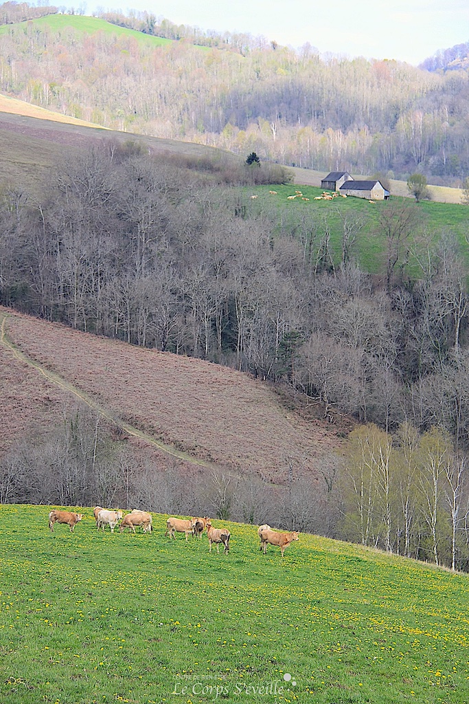 Ferme Escarain et ses pâturages, dont 17 ha en fermage. Vallée de Barétous, Haut Béarn.