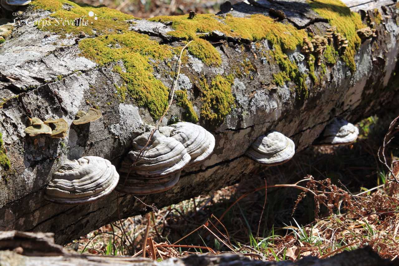 Le bois mort aide au recyclage du vivant à proximité du Pic Penneblanque en Vallée d’Aspe.