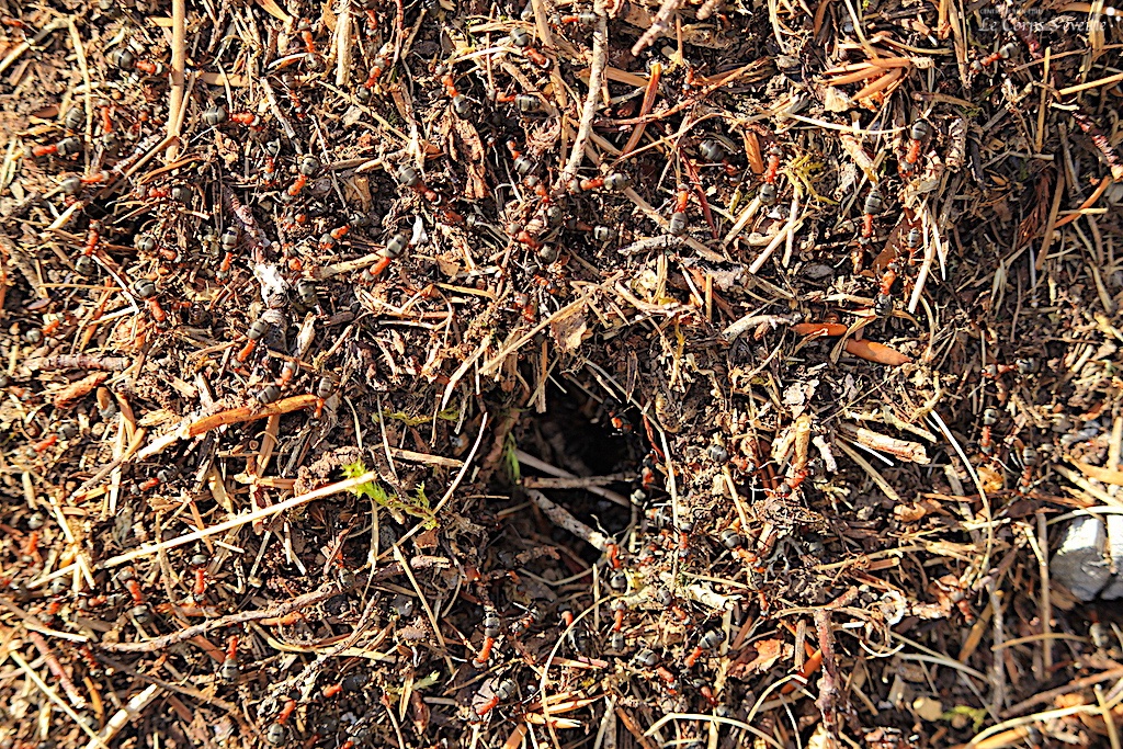 Une fourmilière au plateau Gentiane en Haut-Béarn.
