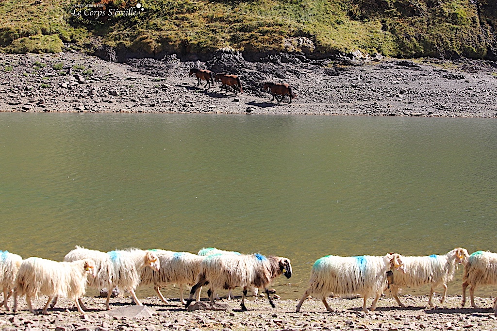 S’offrir un objet ou un bien-être ? Compter les moutons au lac de Lhurs, Vallée d’Aspe en Pyrénées.