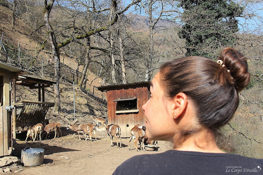 Laura Lechef, soigneuse animalière, guette l’arrivée des mouflons. Parc’Ours en Béarn, Pyrénées Atlantiques.