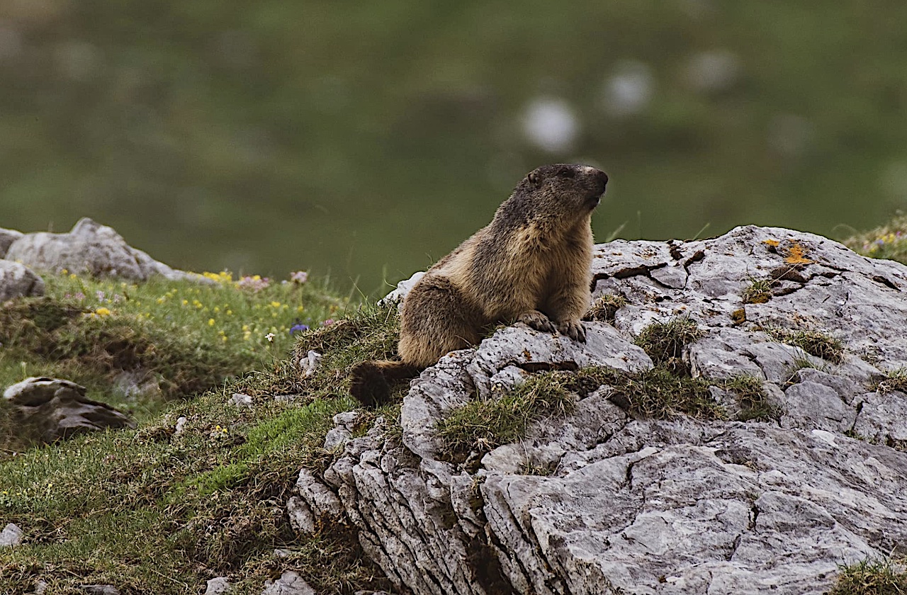 Marmotte en Vallée d’Aspe. Photo : Magalie Coelho.