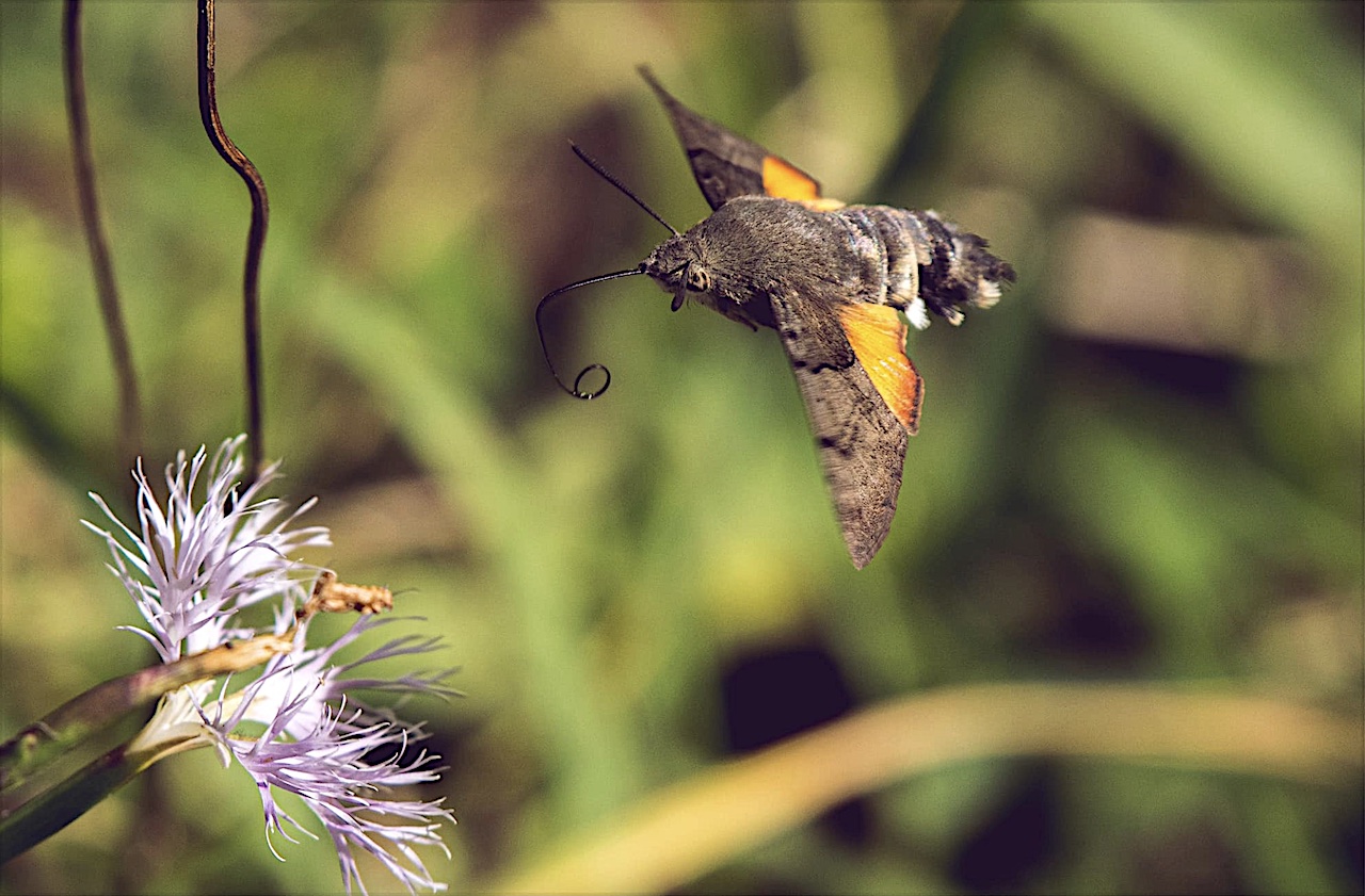 Moro-sphynx : papillon. Photographe : Magalie Coelho.