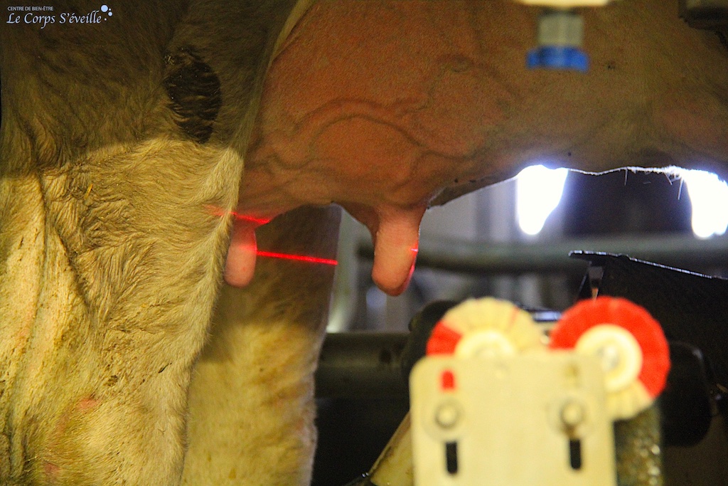 Un rayon laser cible la mamelle avant de fixer le trayon. Robot de traite au GAEC du Biella à Borce.