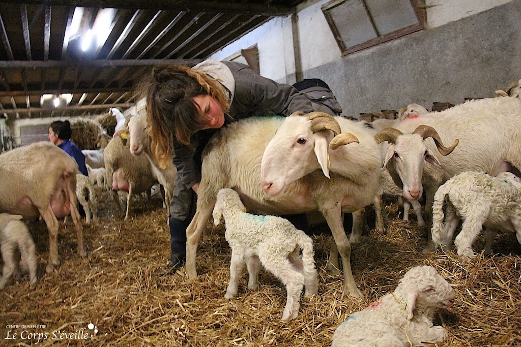 Maryline Casavieille aide une agnelle à téter sa mère. Vallée d’Aspe, Pyrénées Atlantiques.