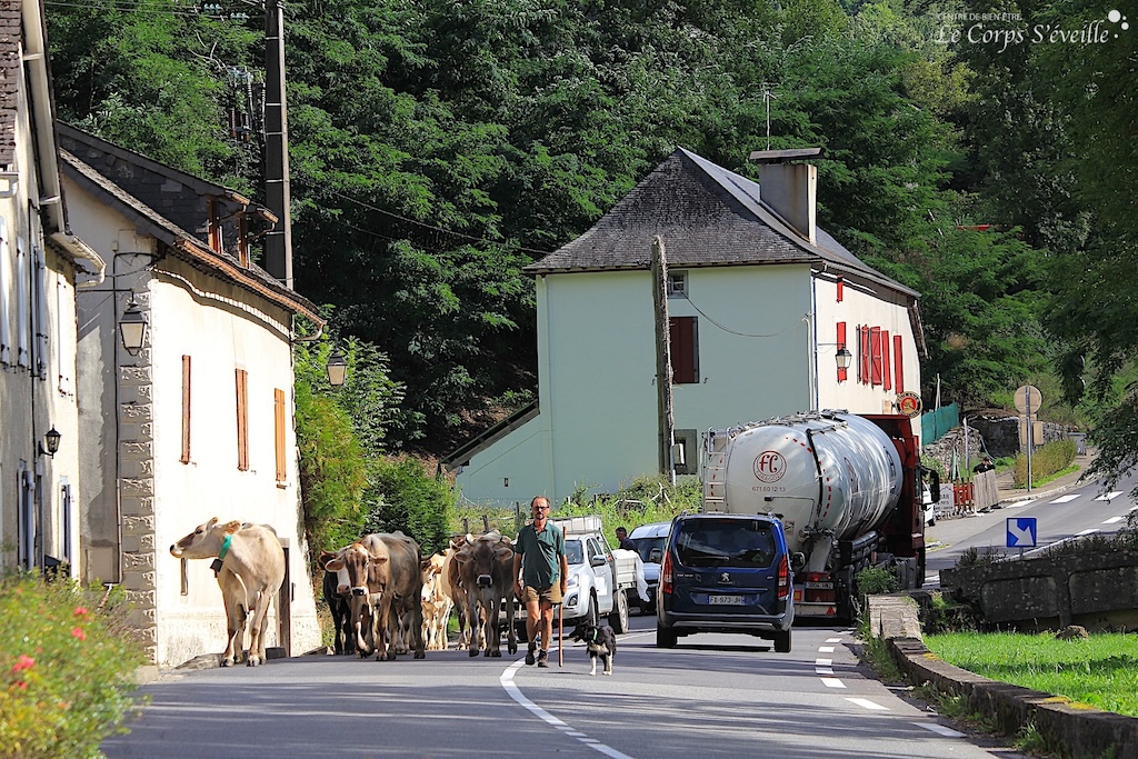 À leur manière, les troupeaux qui transhument sur la chaussée à Cette-Eygun sécurisent la route nationale.
