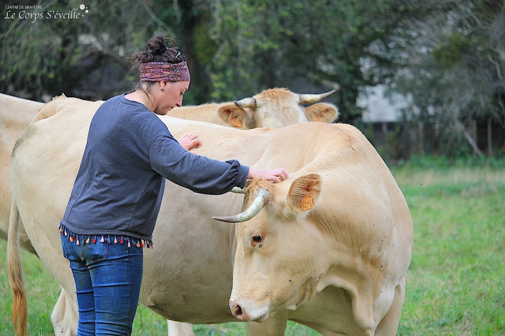 En Vallée d’Aspe, Ophélie Escot inspecte une vache après un automne anormalement chaud.