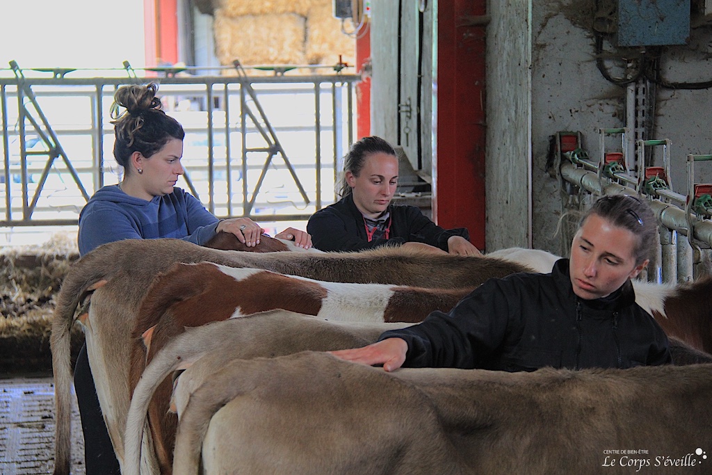 Stéphanie Lanot-Grousset, ostéopathe bovine, avec Mailís Coustet, éleveuse, et Méline Grollier, stagiaire.