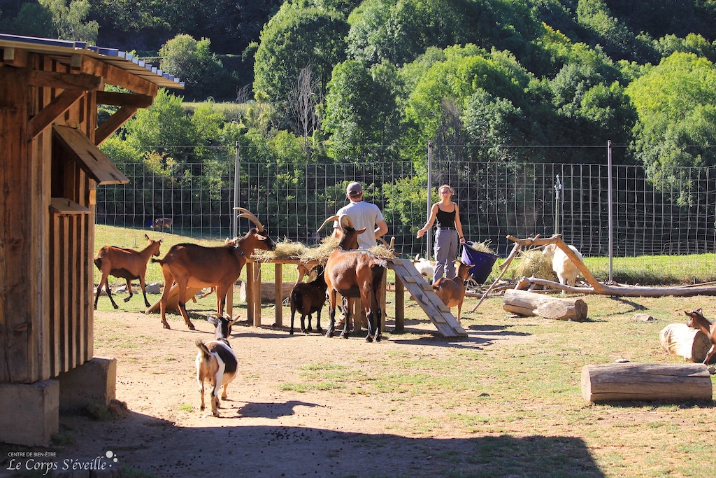 À Parc Ours en Haut-Béarn, Djanisse et Rémi nourrissent les chèvres dont deux cabris nés en 2022.