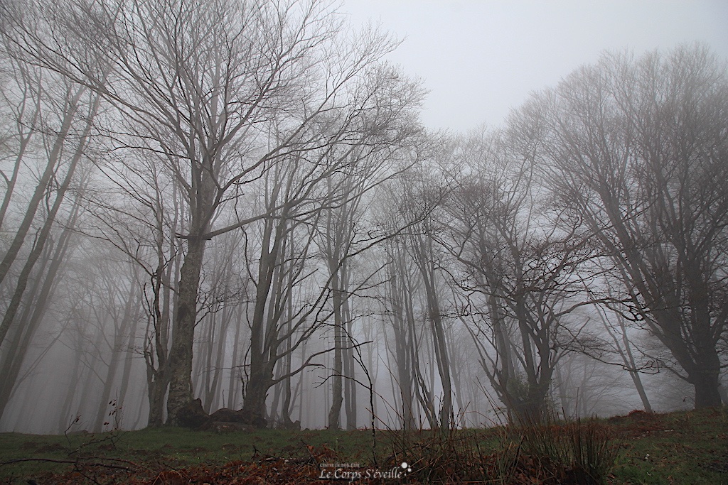 Promenade olfactive. Brouillard au col de Bouésou, Vallée d’Aspe, Pyrénées Atlantiques.