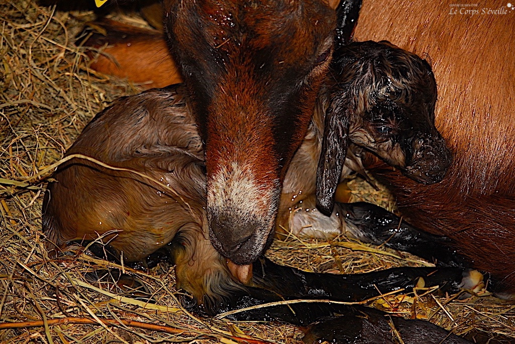 Une chèvre et son petit font connaissance, juste après la naissance. Ferme du renouveau à Borce.