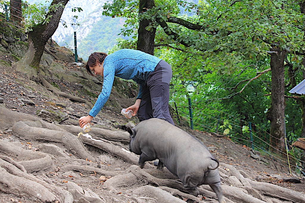 Marie Sparacio, soigneuse animalière, stimule l’odorat d’un cochon vietnamien en Haut Béarn, Pyrénées.