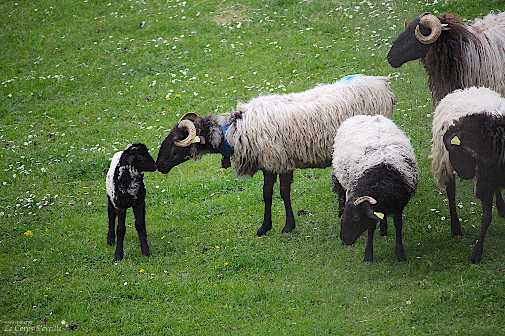 Dans un troupeau, une jeune brebis et sa mère se reconnaissent par l’odorat. Ici à Lées-Athas, Pyrénées.