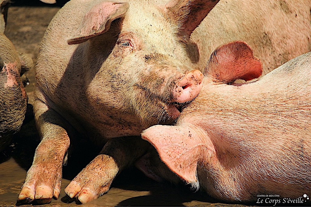 Secrets d’odeurs. Les cochons ont un odorat très développé. Élevage à Accous en Haut-Béarn.