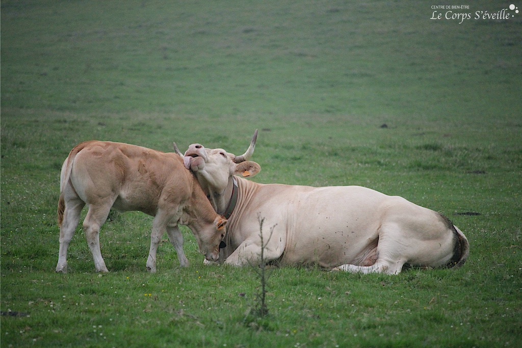 Le toucher traverse la vie animale. Vache et veau au plateau du Benou, Béarn en Pyrénées.