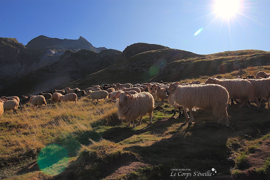Transhumance en Vallée d’Aspe : troupeau de brebis à Estaëns, Haut-Béarn, Pyrénées.