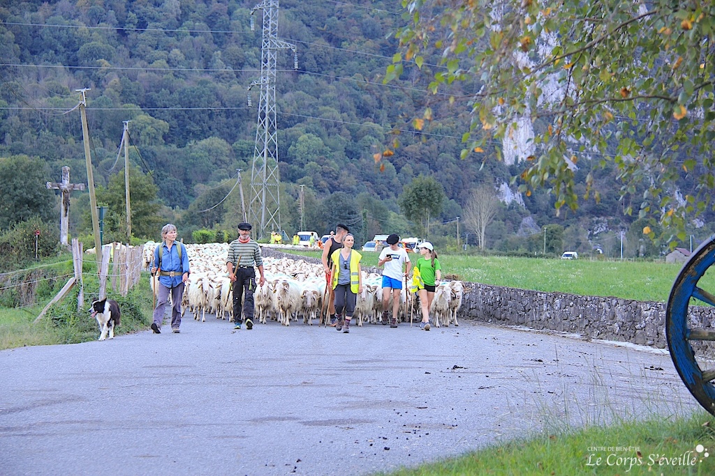 Transhumance en Vallée d’Aspe : troupeau et bergers à Lées-Athas, Haut-Béarn, Pyrénées Atlantiques.