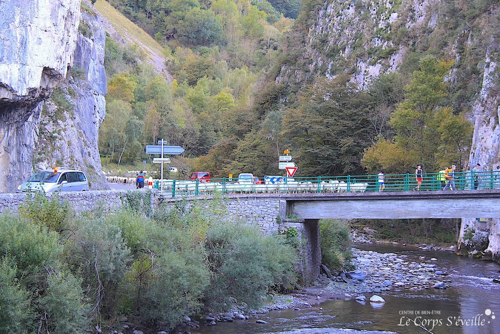 Transhumance en Vallée d’Aspe : la route nationale 134 à Esquit, Haut-Béarn, Pyrénées Atlantiques.