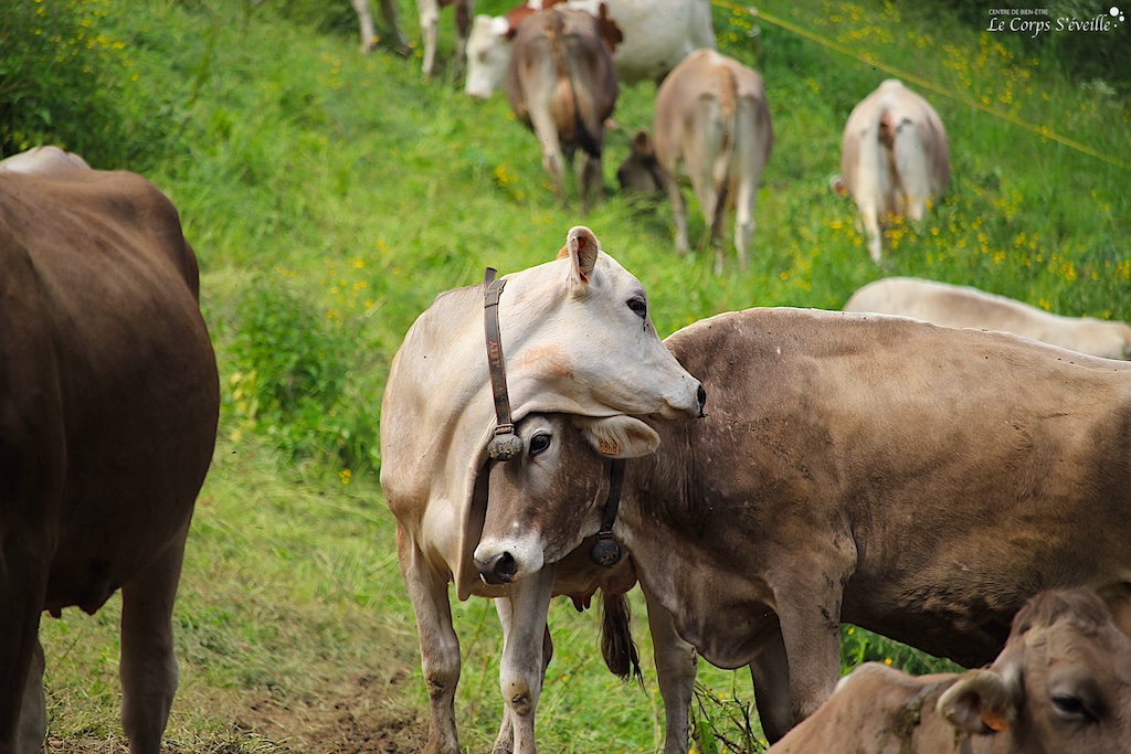 Dans un troupeau de vaches, les interactions entre les animaux ont du sens. Ferme Coustet à Borce, Béarn.