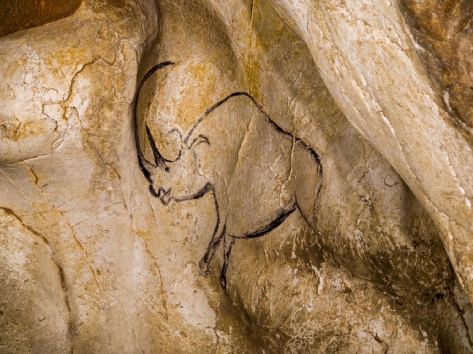 La grotte Chauvet : l’alcôve du rhinocéros.