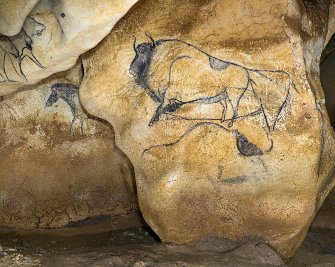 La grotte Chauvet : les bisons du pilier.