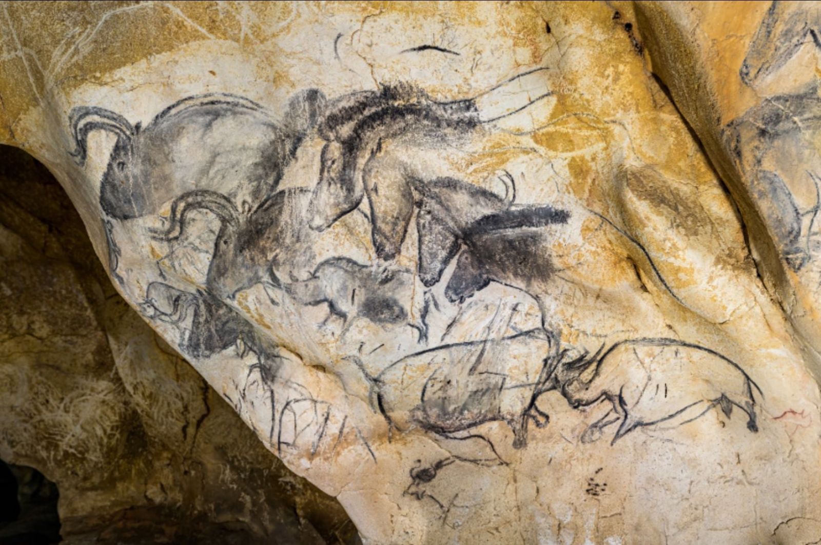 La grotte Chauvet : le panneau des chevaux.