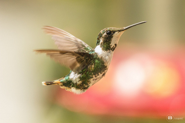 Un colibri photographié par Carlos Andrés Céspedes.
