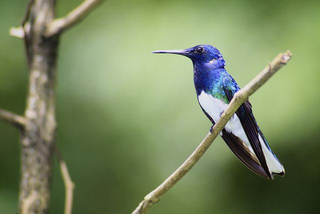 Un colibri photographié par Kenan Giffard.