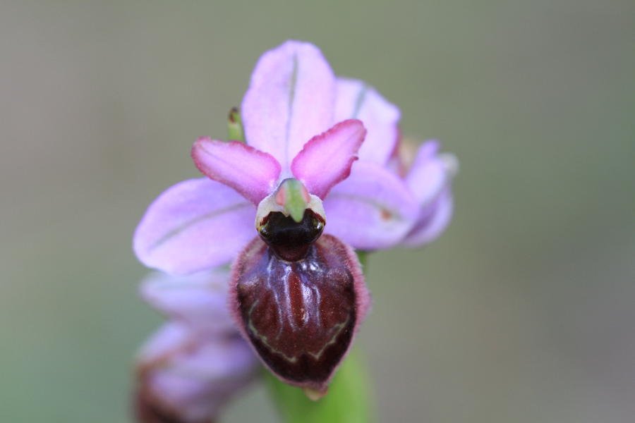 Voici Ophrys Aveyronensis, une variété unique d’orchidées que l’on trouve sur le causse du Larzac.