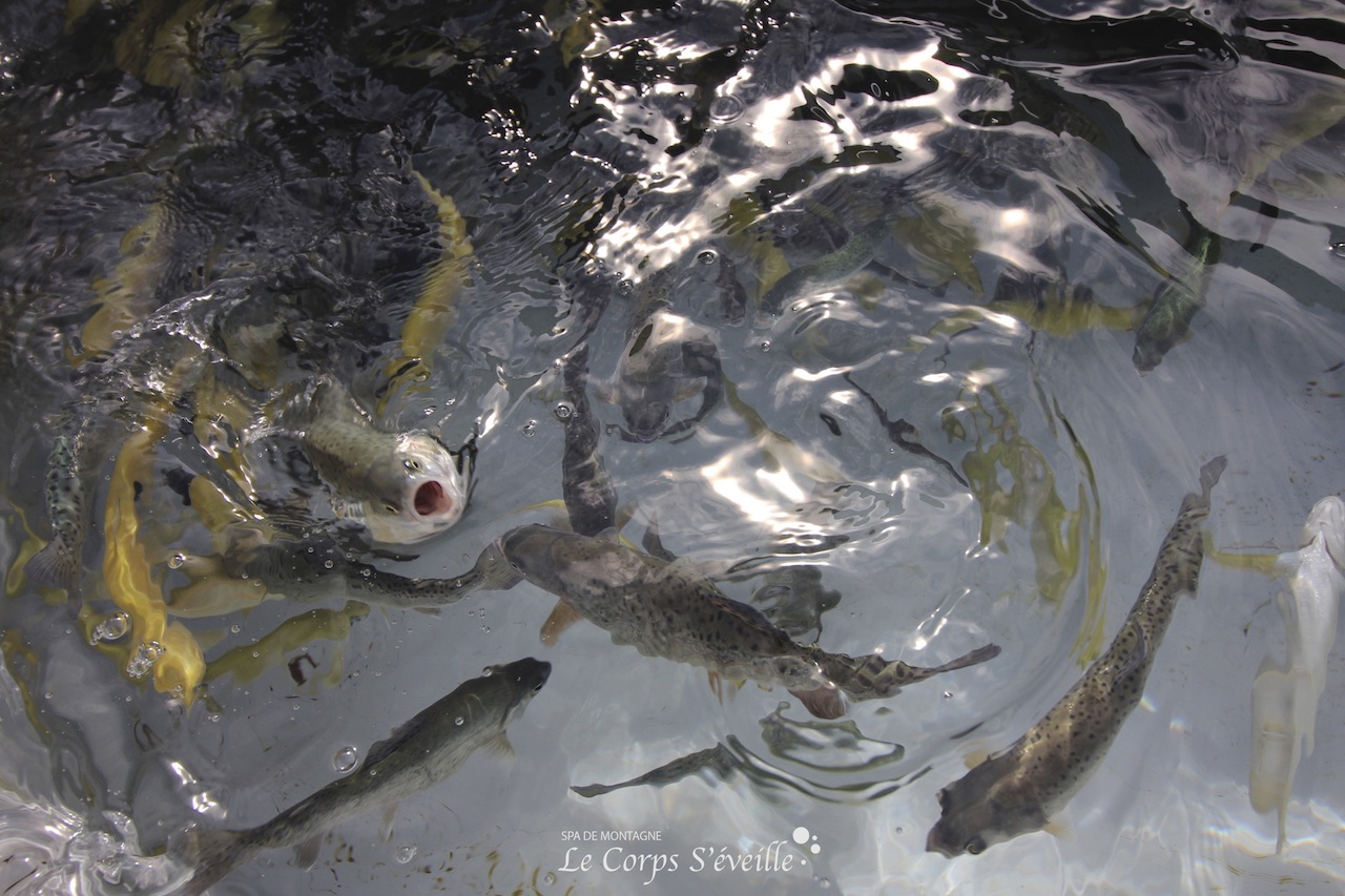 Deux espèces de truites sont élevées à la pisciculture pour tester une alimentation végétale.